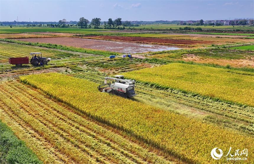 豐城市同田鄉河口村，農機手開著收割機在收割早稻。人民網 朱海鵬攝
