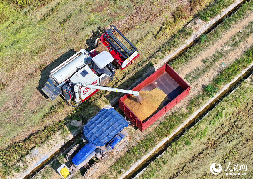 豐城市同田鄉河口村，農機手開著收割機在收割早稻。人民網 朱海鵬攝