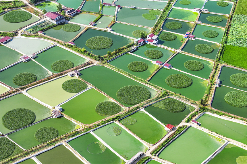 甲魚養殖塘星羅棋布、色彩斑斕。謝東攝