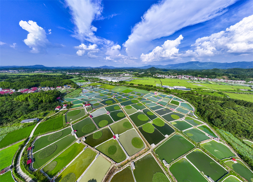 甲魚養殖塘星羅棋布、色彩斑斕。謝東攝