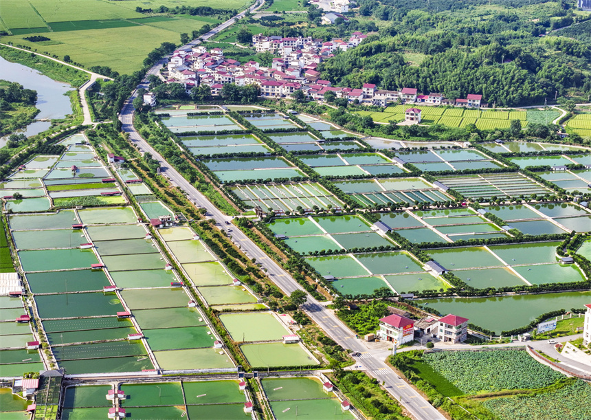 甲魚養殖塘星羅棋布、色彩斑斕。謝東攝