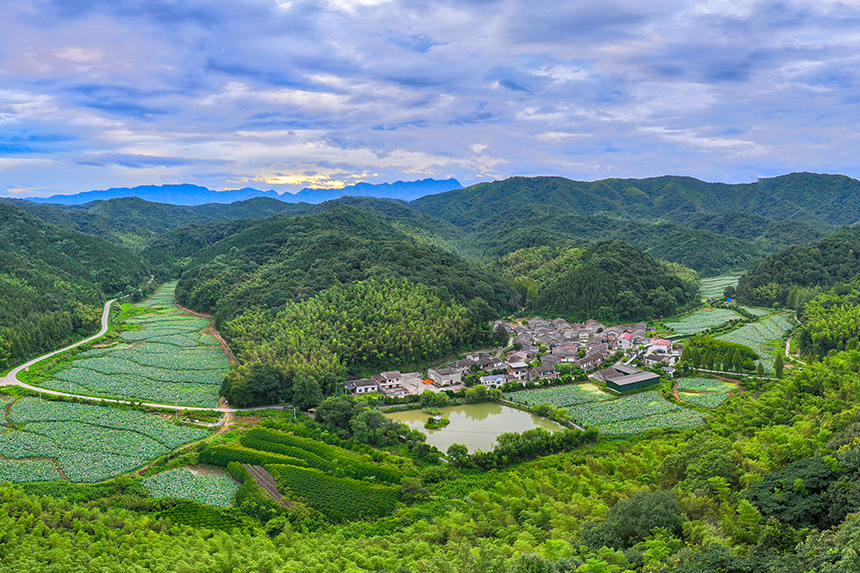 7月22日，江西省金溪縣秀谷鎮馬街村委會符竹村荷花綻放。