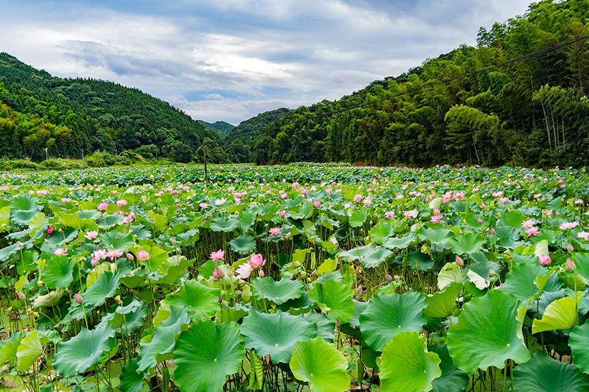 7月22日，江西省金溪縣秀谷鎮馬街村委會符竹村荷花綻放。