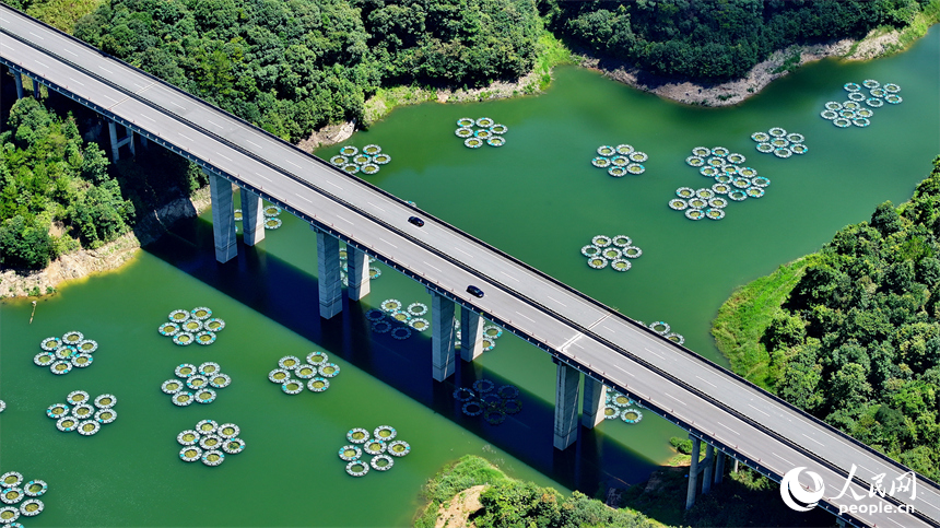 贛州市尋烏縣三標鄉的東江源水庫，種植菖蒲、黃花鶯尾等凈水植物的生態浮床如同花瓣漂浮在水面。人民網 朱海鵬攝