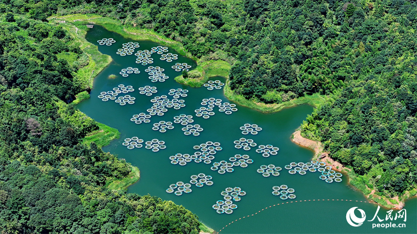 贛州市尋烏縣三標鄉的東江源水庫，種植菖蒲、黃花鶯尾等凈水植物的生態浮床如同花瓣漂浮在水面。人民網 朱海鵬攝