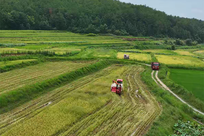 收割機正在石城縣的田間地頭收割早稻。（陳凱 攝）