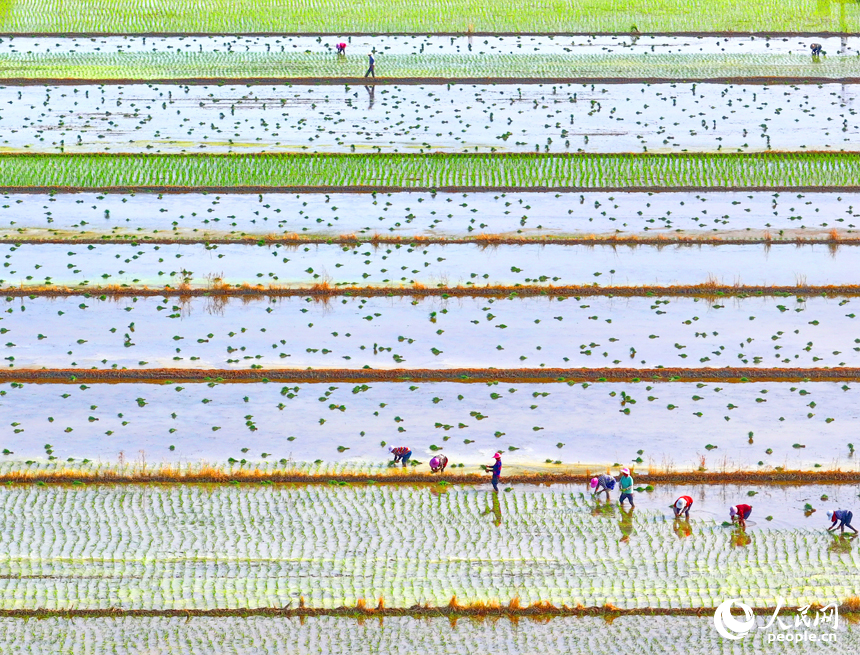 豐城市小港鎮沙埂村高標準農田晚稻種植基地，村民在田間插秧。人民網 朱海鵬攝