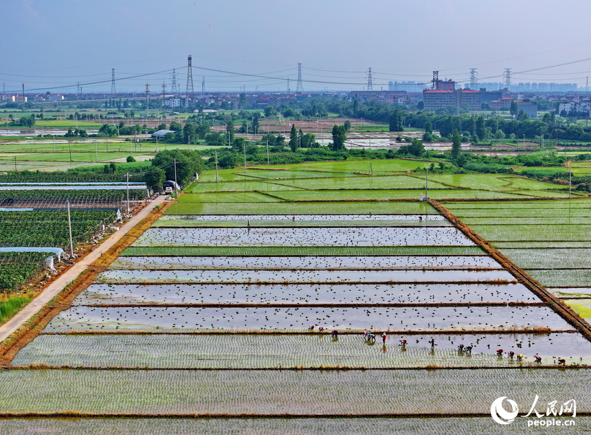 豐城市小港鎮沙埂村高標準農田晚稻種植基地，村民在田間插秧。人民網 朱海鵬攝