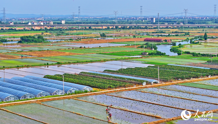豐城市小港鎮沙埂村高標準農田晚稻種植基地，村民在田間插秧。人民網 朱海鵬攝