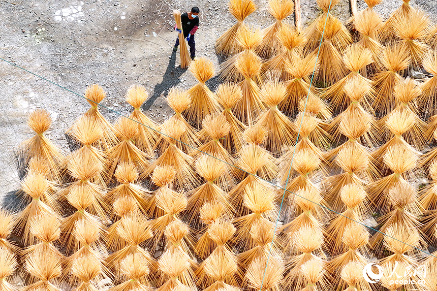 贛州市大余縣黃龍鎮大龍村毛竹加工基地，竹農在曬場晾曬毛竹。人民網 朱海鵬攝