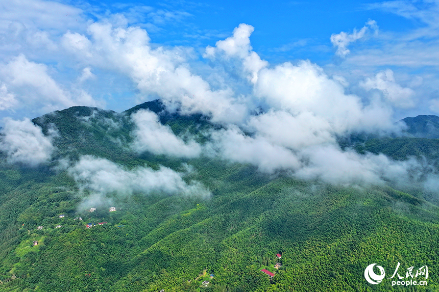 贛州市大余縣黃龍鎮大龍村，郁郁蔥蔥的毛竹林蔚為壯觀。人民網 朱海鵬攝