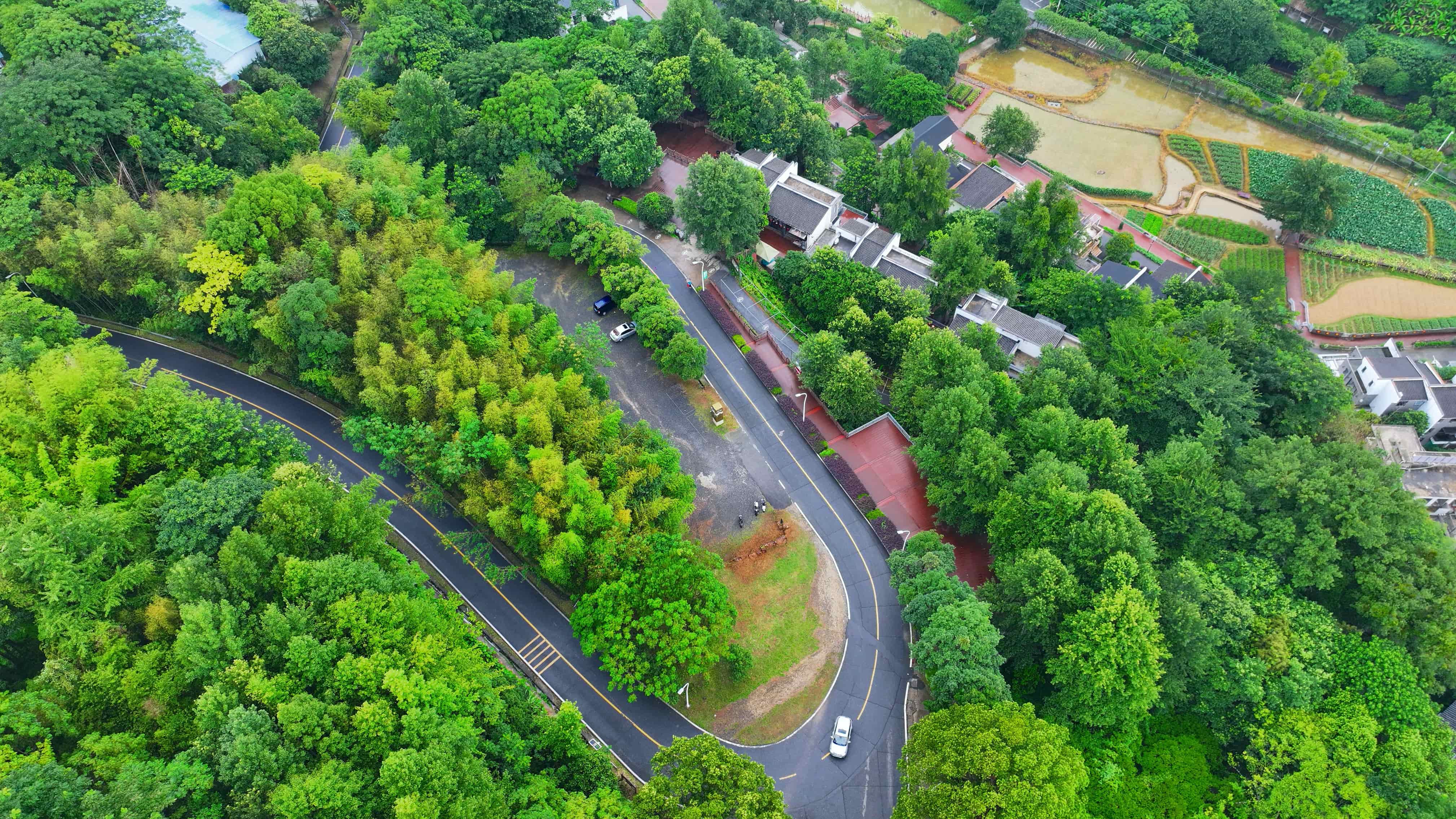 贛州市大余縣黃龍鎮大龍村丫山，通村公路沿線綠樹成蔭、民宿林立，許多游客驅車前來游玩。人民網 朱海鵬攝