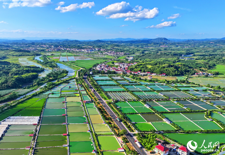 撫州市南豐縣太和鎮丹陽村，公路沿線的水產養殖塘星羅棋布、色彩斑斕，與周邊農房、稻田、青山交相輝映。人民網 朱海鵬攝