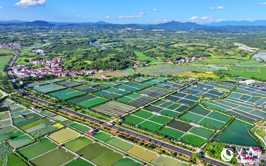 撫州市南豐縣太和鎮丹陽村，公路沿線的水產養殖塘星羅棋布、色彩斑斕，與周邊農房、稻田、青山交相輝映。人民網 朱海鵬攝