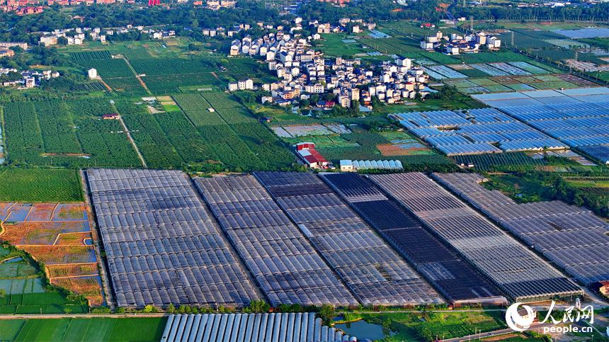 瑞金市黃柏鄉柏村村的果蔬專業合作社，整齊排列的鋼架薄膜大棚與村莊房屋、綠樹群山相互映襯。人民網 朱海鵬攝