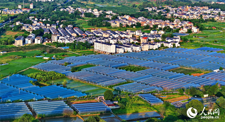 瑞金市黃柏鄉柏村村的果蔬專業合作社，整齊排列的鋼架薄膜大棚與村莊房屋、綠樹群山相互映襯。人民網 朱海鵬攝