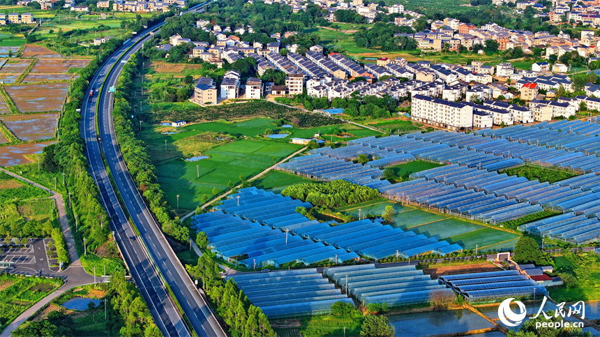 瑞金市黃柏鄉柏村村的果蔬專業合作社，整齊排列的鋼架薄膜大棚與村莊房屋、綠樹群山相互映襯。人民網 朱海鵬攝