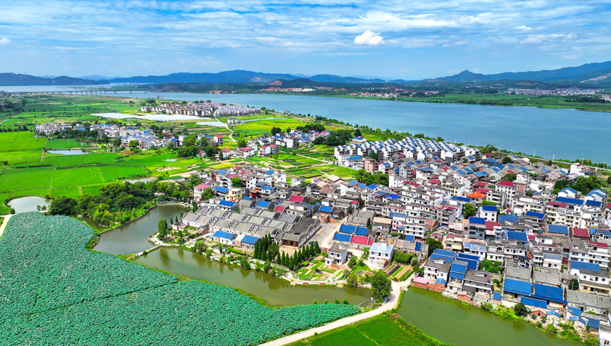 吉水縣金灘鎮雙元村，藍天白云下，秋日荷塘碧葉連天，勾勒出一幅和諧共生的田園畫卷。廖敏攝