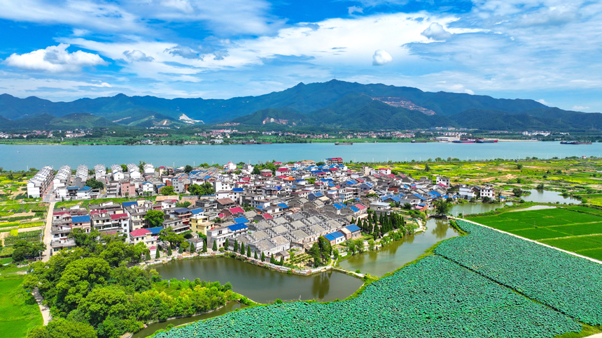 吉水縣金灘鎮雙元村，藍天白云下，秋日荷塘碧葉連天，勾勒出一幅和諧共生的田園畫卷。廖敏攝