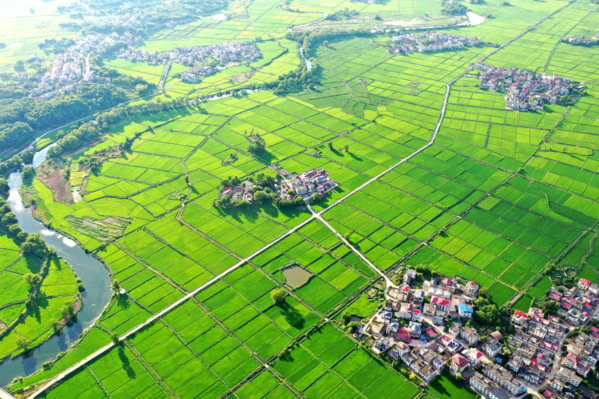 江西省宜春市上高縣泗溪鎮官橋村初秋美麗的田園風光。陳旗海攝