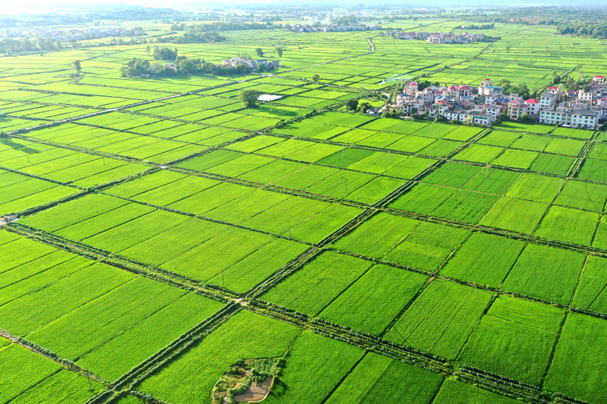 江西省宜春市上高縣泗溪鎮官橋村初秋美麗的田園風光。陳旗海攝