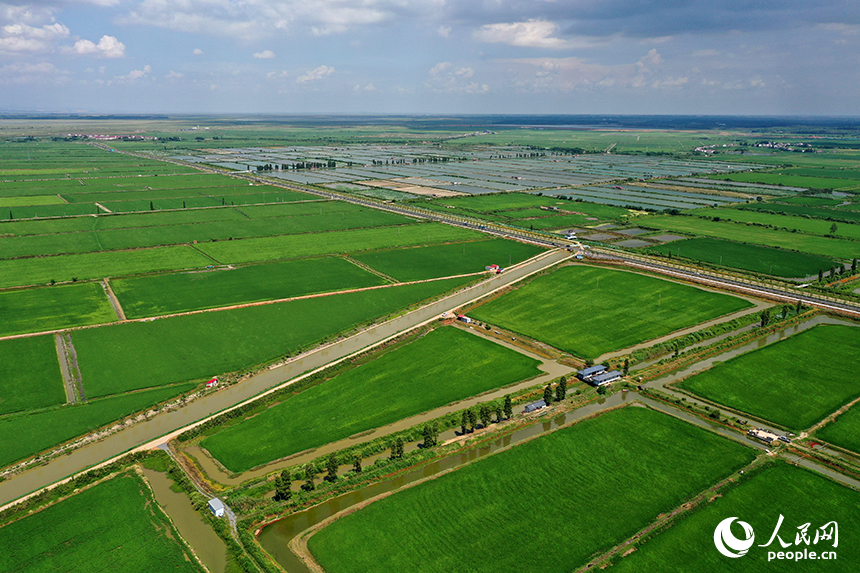 江西省永修縣三角鄉，“稻蝦連作”的沃野上，連片中稻在微風中泛起層層碧浪，宛如綠色海洋。人民網記者 時雨攝