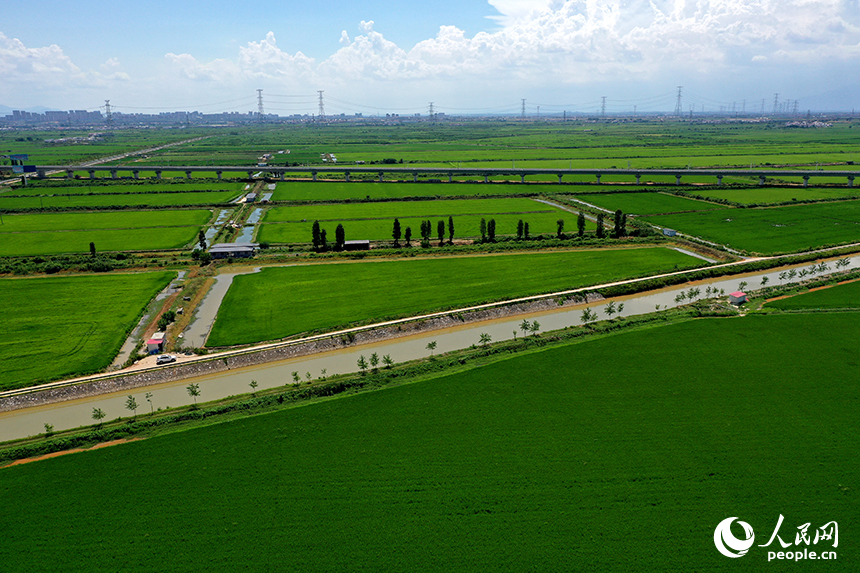 江西省永修縣三角鄉，“稻蝦連作”的沃野上，連片中稻在微風中泛起層層碧浪，宛如綠色海洋。人民網記者 時雨攝