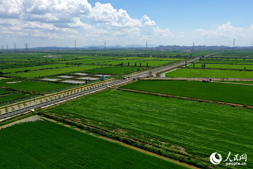 江西省永修縣三角鄉，“稻蝦連作”的沃野上，連片中稻在微風中泛起層層碧浪，宛如綠色海洋。人民網記者 時雨攝