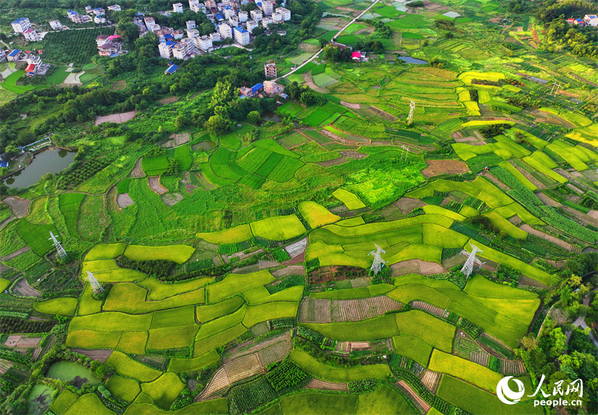 瑞金市黃柏鄉瑞律村，稻谷漸黃、阡陌縱橫。人民網 朱海鵬攝
