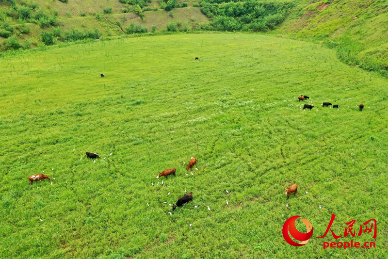 冬瓜槽采礦區經過生態修復后長出茵茵綠草，牛吃草、鳥飛翔，展現出美麗的生態畫卷。人民網記者 時雨攝