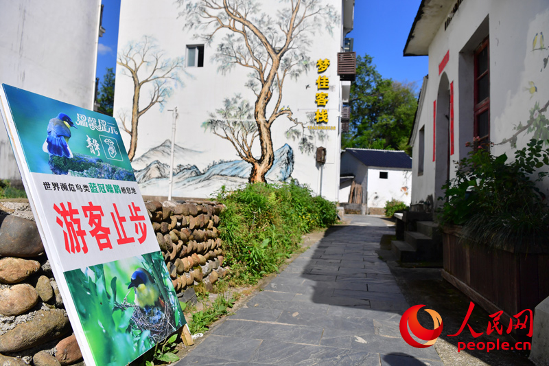 藍冠噪鹛繁殖期間，游客不得進入。人民網記者 時雨攝