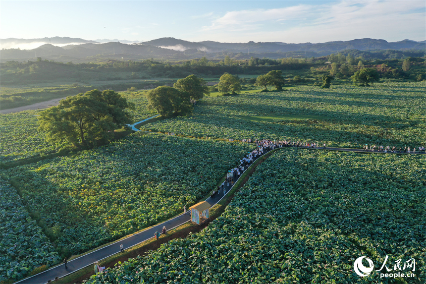 游客們在蓮池棧道漫步賞花。人民網記者 時雨攝