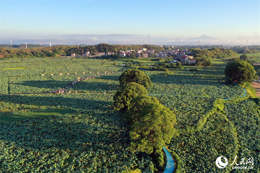 游客們在蓮池棧道漫步賞花。人民網記者 時雨攝
