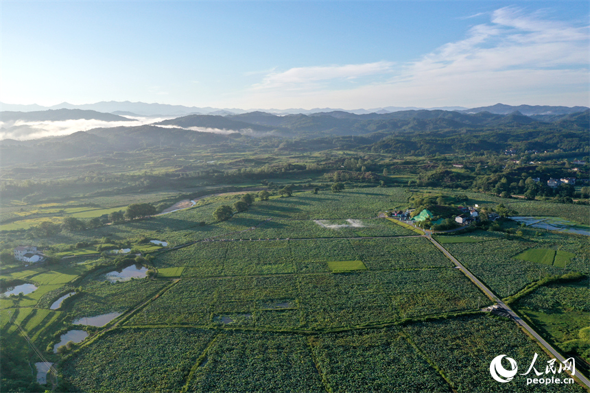 江西省撫州市廣昌縣甘竹鎮樟樹村紅蓮基地迎來最美季節。人民網記者 時雨攝
