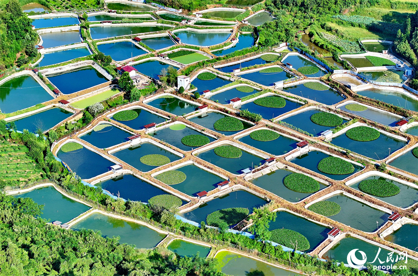 撫州市南豐縣太和鎮丹陽村一帶的甲魚塘星羅棋布，猶如大地調色板。人民網 朱海鵬攝