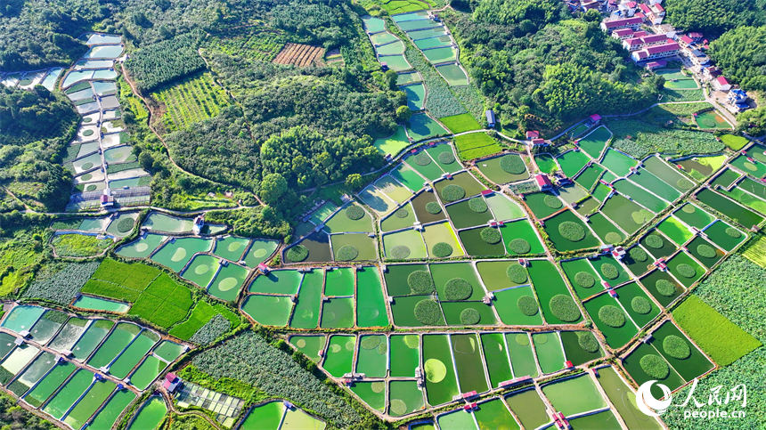 撫州市南豐縣太和鎮丹陽村一帶的甲魚塘星羅棋布，猶如大地調色板。人民網 朱海鵬攝