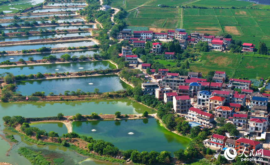 星羅棋布的魚塘與民居、田野相互映襯，構成一幅色彩斑斕的和美鄉村畫卷。人民網記者 毛思遠攝