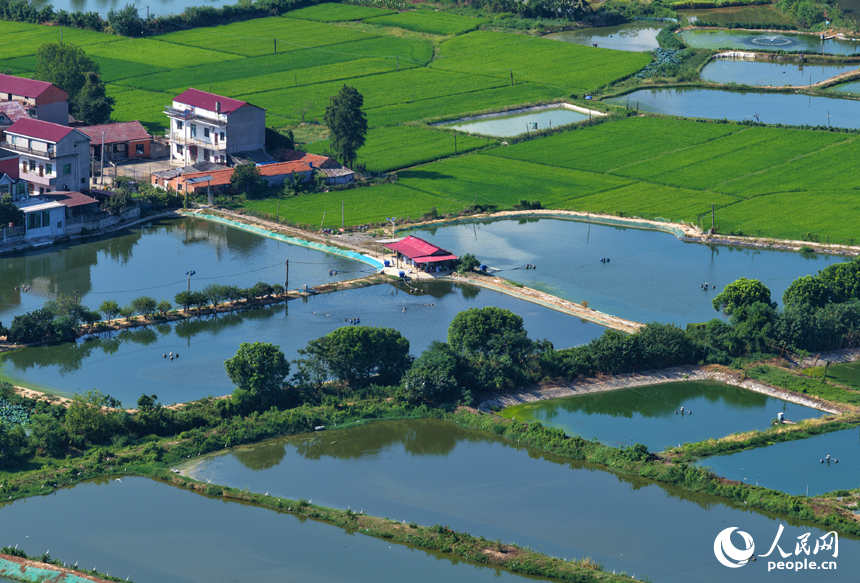 星羅棋布的魚塘與民居、田野相互映襯，構成一幅色彩斑斕的和美鄉村畫卷。人民網記者 毛思遠攝