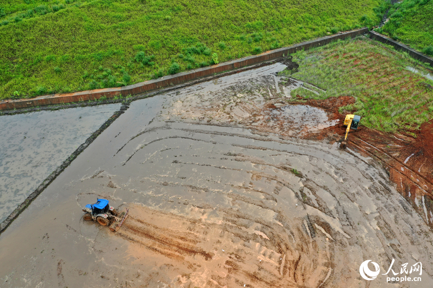 采礦區經過生態修復后成為耕地。圖為大型機械正在翻整水田，準備種植晚稻。人民網記者 時雨攝