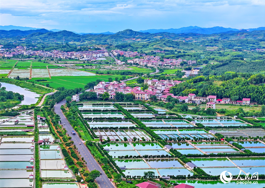 撫州市南豐縣太和鎮丹陽村，車輛行駛在通村公路上，沿線農房、魚塘、稻田、群山相映成畫。人民網 朱海鵬攝