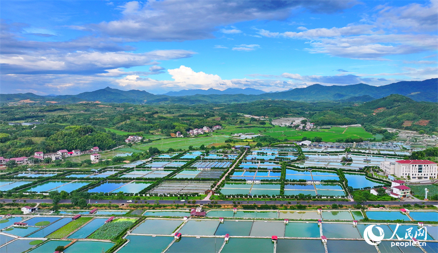 撫州市南豐縣太和鎮丹陽村，車輛行駛在通村公路上，沿線農房、魚塘、稻田、群山相映成畫。人民網 朱海鵬攝
