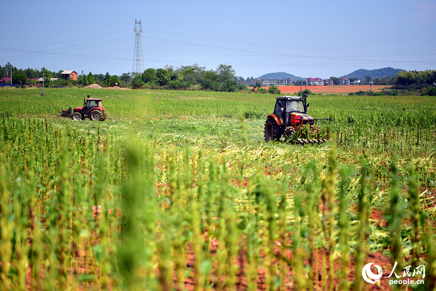 收割機在田間穿梭，收割成熟的芝麻。人民網記者 時雨攝