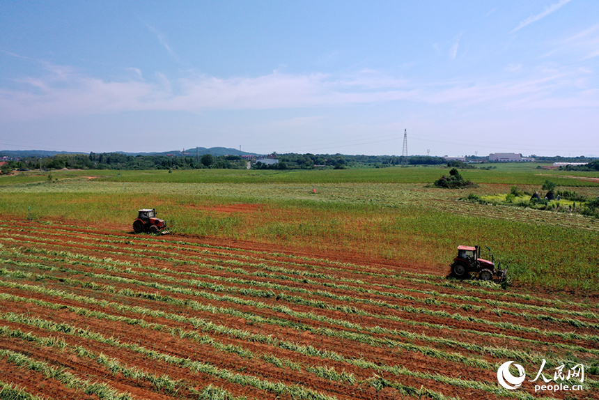收割機在田間穿梭，收割成熟的芝麻。人民網記者 時雨攝