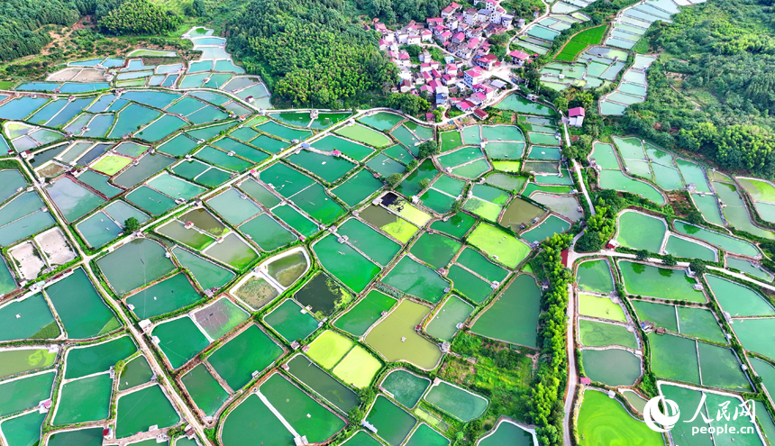 撫州市南豐縣桑田鎮司前村一帶的水產養殖塘星羅棋布，猶如大地調色板。人民網 朱海鵬攝