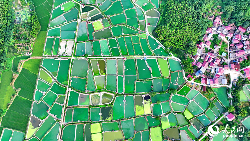 撫州市南豐縣桑田鎮司前村一帶的水產養殖塘星羅棋布，猶如大地調色板。人民網 朱海鵬攝