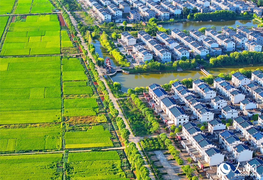 吉安市吉水縣水田鄉孔巷村，整齊的民房與連片的農田相得益彰，相映成景。人民網 朱海鵬攝