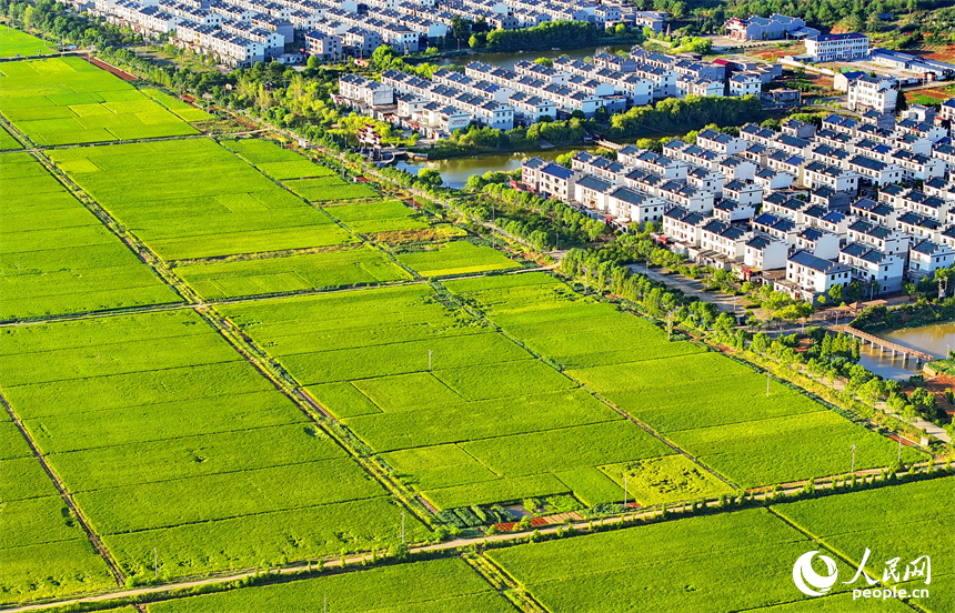 吉安市吉水縣水田鄉孔巷村，整齊的民房與連片的農田相得益彰，相映成景。人民網 朱海鵬攝