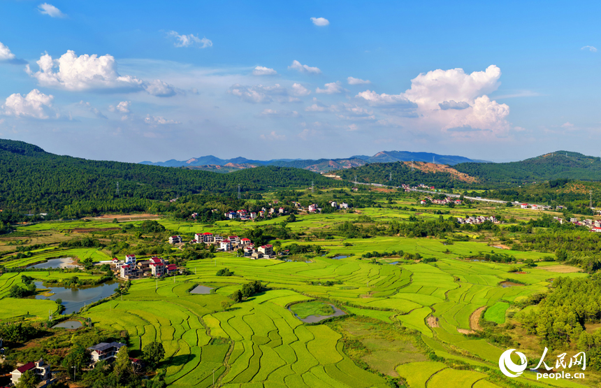 吉安市泰和縣馬市鎮東來村，稻田由青轉黃，農房錯落有致，共同構成一幅秋日鄉村“豐”景圖卷。人民網 朱海鵬攝