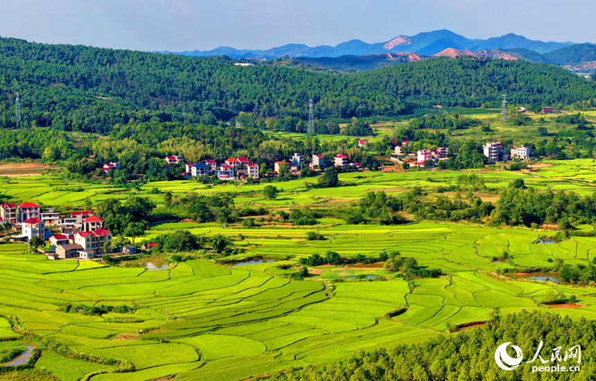 吉安市泰和縣馬市鎮東來村，稻田由青轉黃，農房錯落有致，共同構成一幅秋日鄉村“豐”景圖卷。人民網 朱海鵬攝