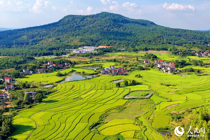 吉安市泰和縣馬市鎮東來村，稻田由青轉黃，農房錯落有致，共同構成一幅秋日鄉村“豐”景圖卷。人民網 朱海鵬攝